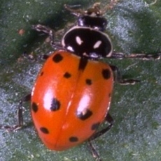 Convergent Lady Beetle