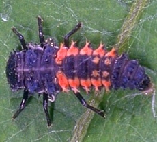 Asian Lady Beetle Larva