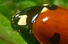 Lady Beetle