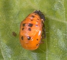 Pupa of Convergent Lady beetle