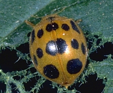 Squash Lady Beetle