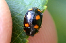 Yellow-spotted Lady Beetle