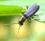 Soldier Beetle with "Lightningbug" color pattern
