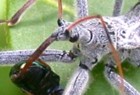 Assassin Bug