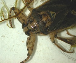 Raptorial front legs of a giant water bug