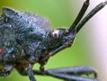 Leaf-Footed Bug