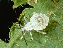 Typical Leaf-footed Bug Nymph