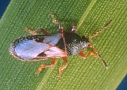 Chinch Bug, Blissus leucopterus