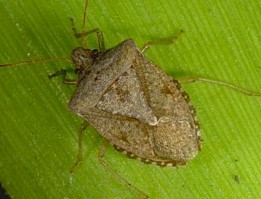 Brown Stink Bug