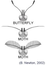 Moth and Butterfly Antennae