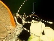 Butterfly mouthparts