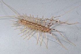 House Centipede