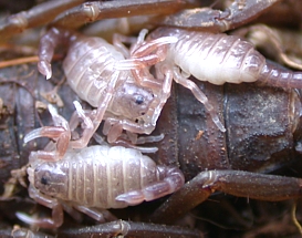 Scorpion Nymphs