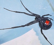 Female Black Widow Spider