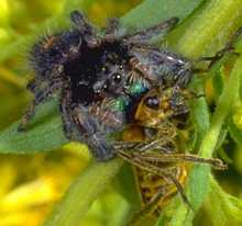 Jumping spider attacking soldier beetle.