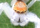 Jumping Spider