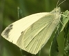 Cabbage Butterfly