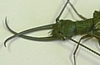 Male Dobsonfly