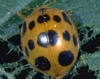 Squash Lady Beetle