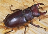 Stag Beetles