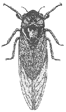 cicada drawing