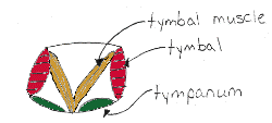 diagram of tymbal