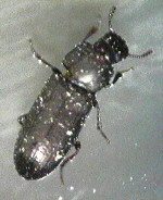 black flour beetle adult