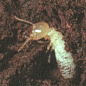 termite worker