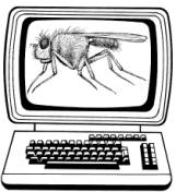fly image on a computer screen graphic