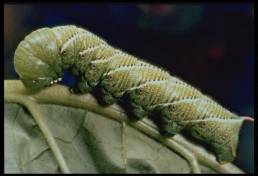 tobacco hornworm caterpillar