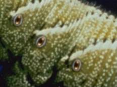 closeup of spiracles on the tobacco hornworm