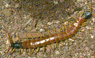 centipede