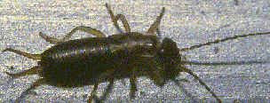 earwig