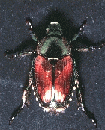 Japanese beetle