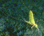 mayfly adult