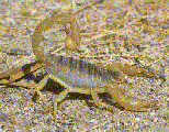 scorpion