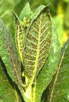 Tobacco aphid