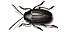 Flea beetle