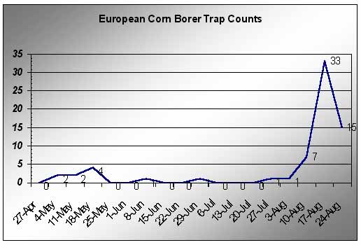 European corn borer