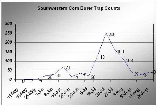 Southwestern corn borer