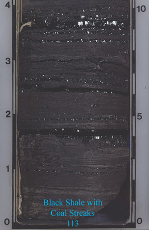 An example of a heterogeneous, fine-grained rock with coal streaks (113).