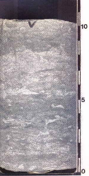 Example of bioturbation produced by animal burrows where the activity has partially homogenized the rock and obliterated the original sedimentary structure (328).