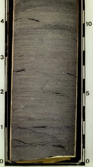 Shaly limestone in core (804). Dark-colored limestones are easily mistaken for siltstones and mudstones if not tested with acid. This sample would fizz (react) with acid, indicating it is limestone.