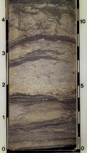 Layered limestone in core (902). This sample could easily be mistaken for interlayered siltstone and shale, if not tested with acid.