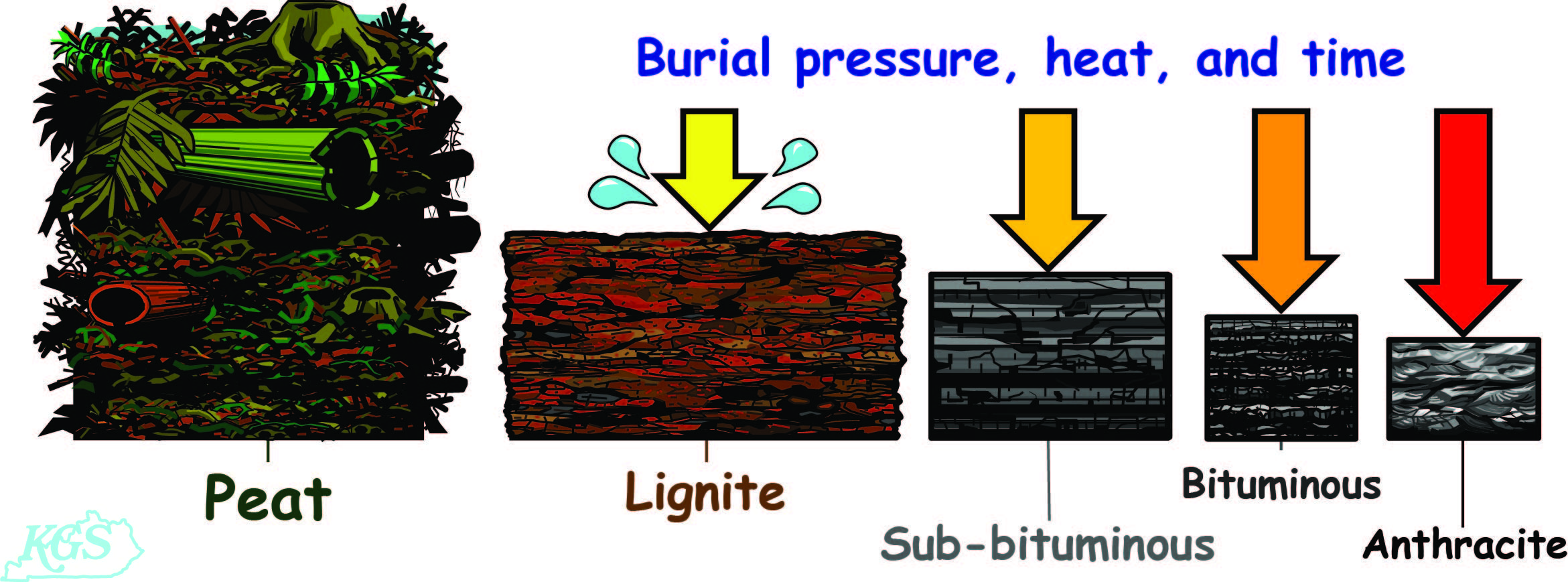 How coal is formed diagram