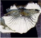 winged brachiopod