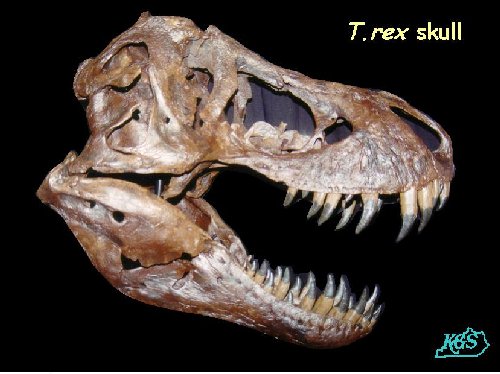 Trex Skull