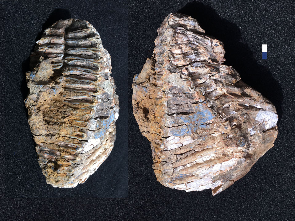 fossil mammoth molar or cheek tooth