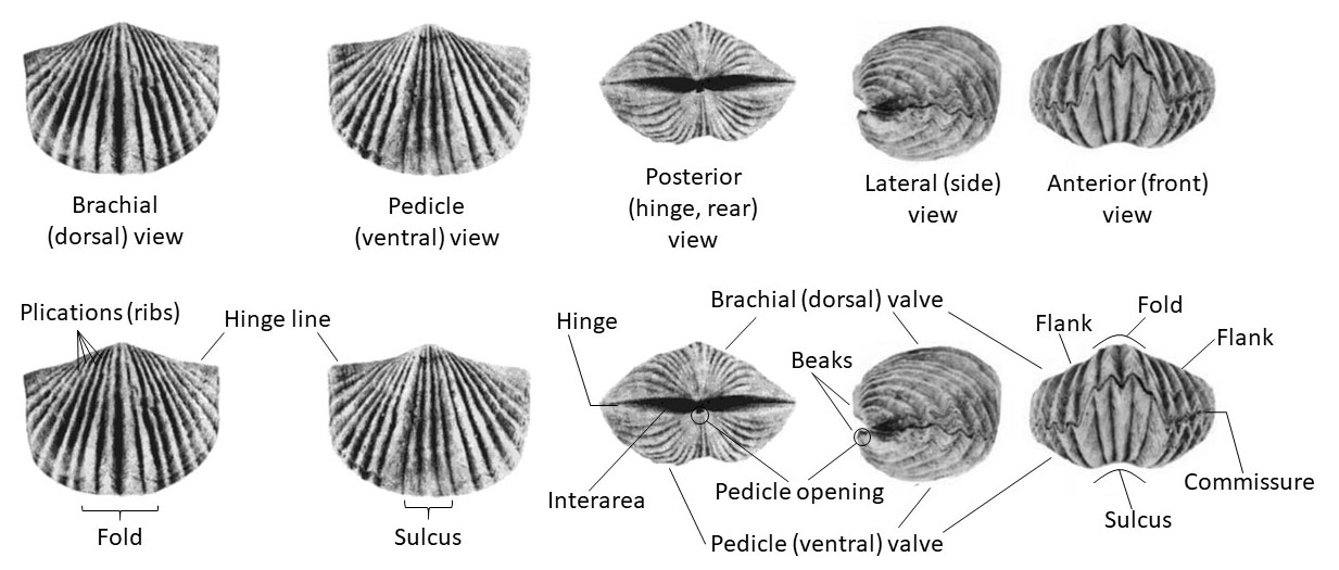 Different views of Vinlandostrophia ponderosa and names of parts or features of the shells 