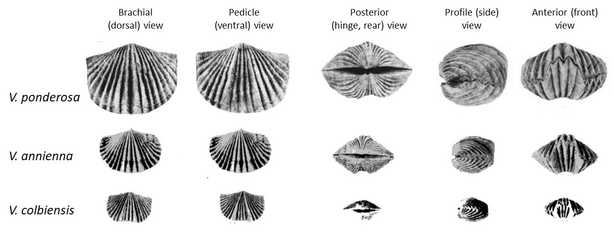 Comparison of Vinlandostrophia ponderosa with two other speciesof Vinlandostrophia found in Upper Ordovician rocks of central Kentucky to show how similar some of the different species are (images from Alberstadt, 1979).
